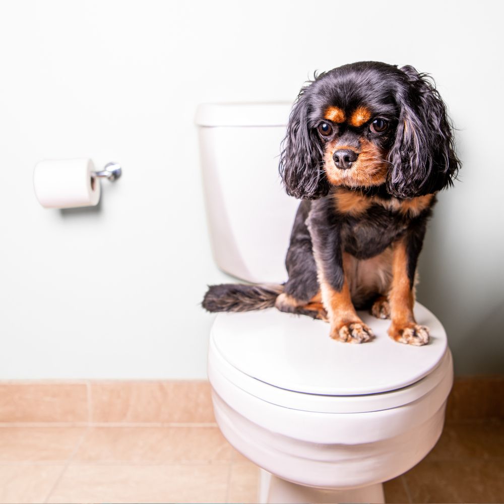 Diergeneeskundevoorbaasjes.nl helpt je blaasontsteking bij je hond te herkennen en samen met je dierenarts te behandelen.