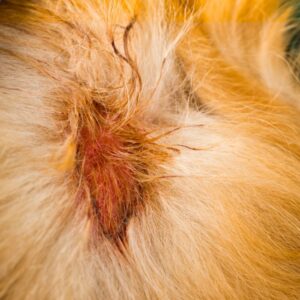 Hotspot hond foto 1: de plek is vochtig, rood en wat kaal door de afgebeten haren
