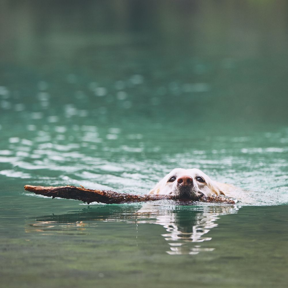 De kans op de ziekte van Weil is het grootst bij honden die graag zwemmen