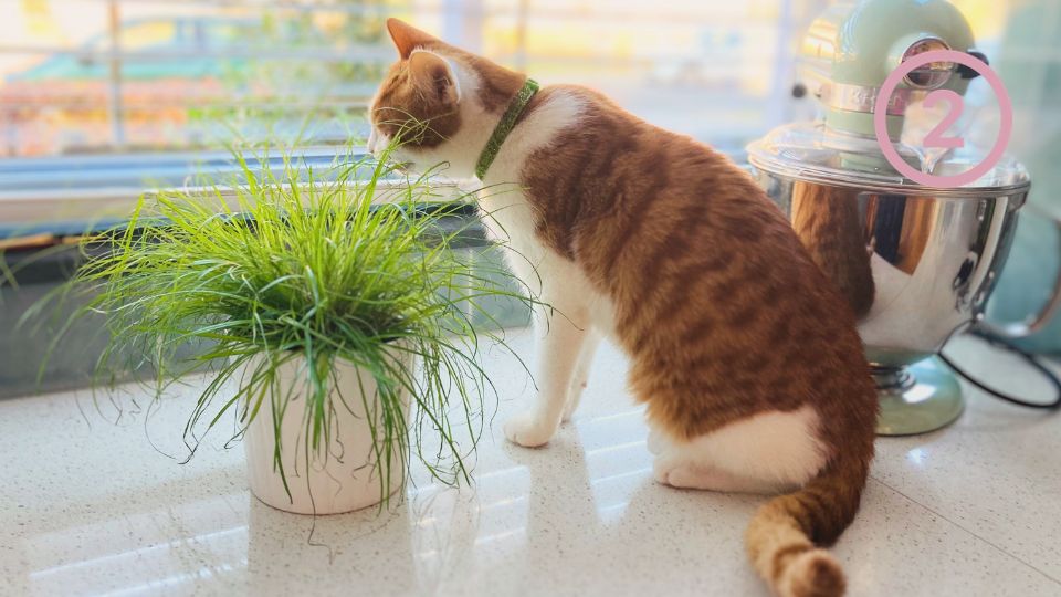 Haarballen bij je kat voorkomen, tip 2: kattengras of een andere katvriendelijke plant speciaal voor je kat