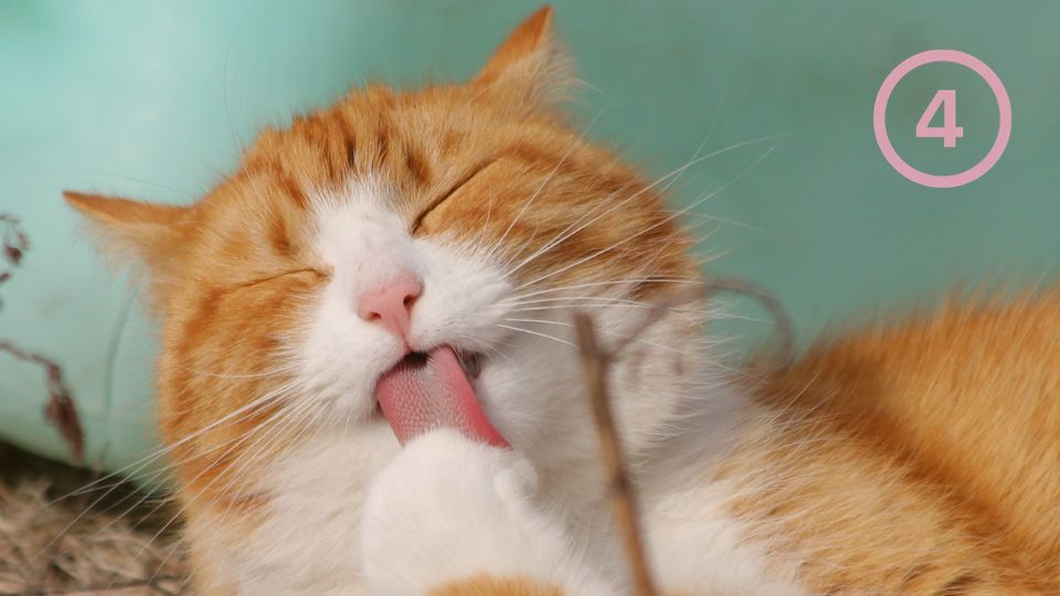 Haarballen bij je kat voorkomen, tip 4: vind en behandel de oorzaak van overdreven poetsgedrag