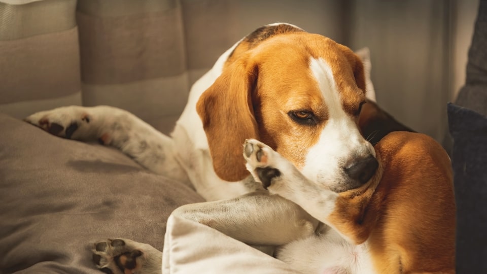 Dit artikel legt uit hoe je een hotspot bij je hond kunt herkennen en behandelen. Wat kun je zelf doen en wanneer heeft je hond een dierenarts nodig?