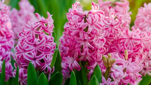 Ook hyacinthen staan in de lijst met planten die giftig zijn voor katten. Klik hier om deze lange lijst te bekijken.