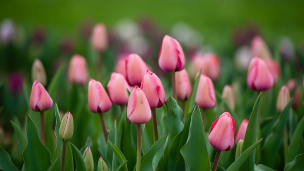 Tulpen staan in de top 10 giftige planten voor katten. Hoe gevaarlijk zijn ze precies voor je kat? Klik hier en ontdek het in het gratis e-book!