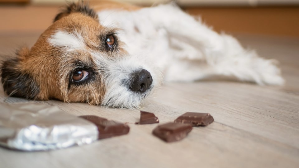Waarom is chocolade giftig voor honden? En wat te doen als je hond toch chocolade op heeft?