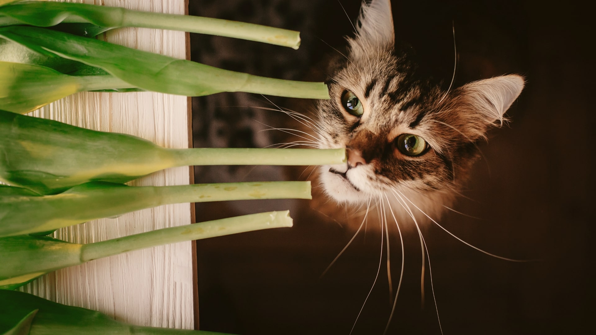 Welke planten zijn giftig voor katten? Deze kat loert op tulpen, een van de giftige planten voor katten in Nederland.
