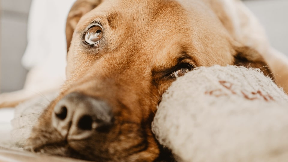 Ontdek alles over koorts bij honden. Hoe weet je of je hond koorts heeft en wat kun je doen?
