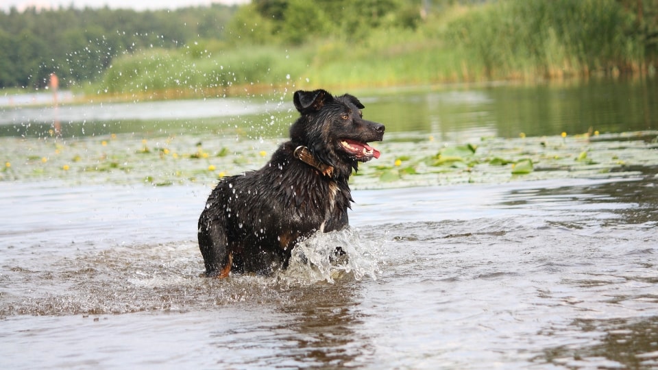 De ziekte van Weil kan elke hond in Nederland treffen. Vaccineren is daarom belangrijk voor elke hond, ook als je hond niet zwemt.