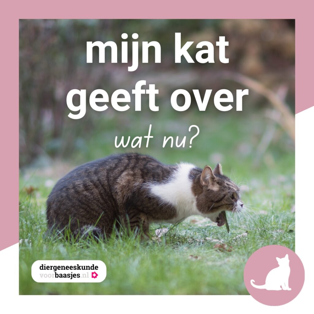 Link in bio Diergeneeskundevoorbaasjes, klik hier voor informatie over overgeven bij je kat