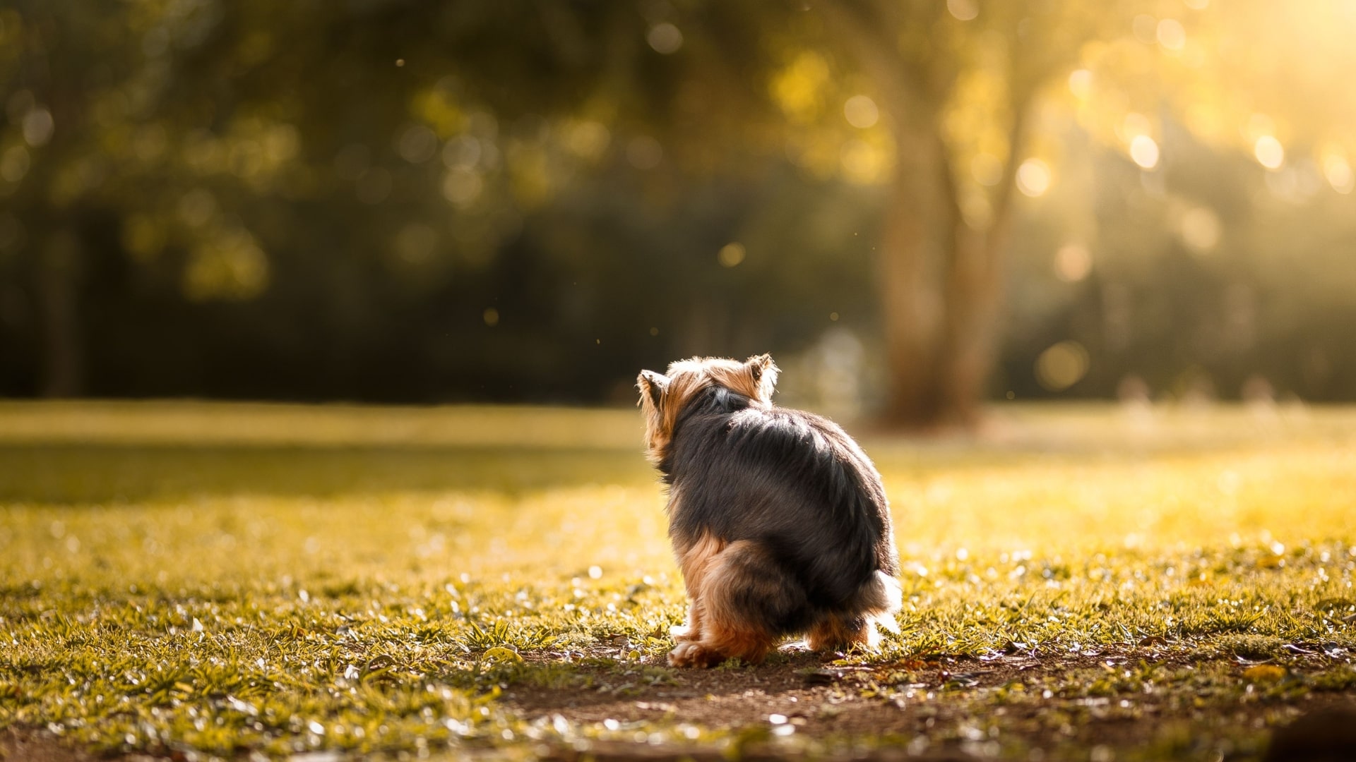 Darmproblemen bij je hond: op deze pagina vind je alle artikelen over symptomen, oorzaken, onderzoeken en behandeling.