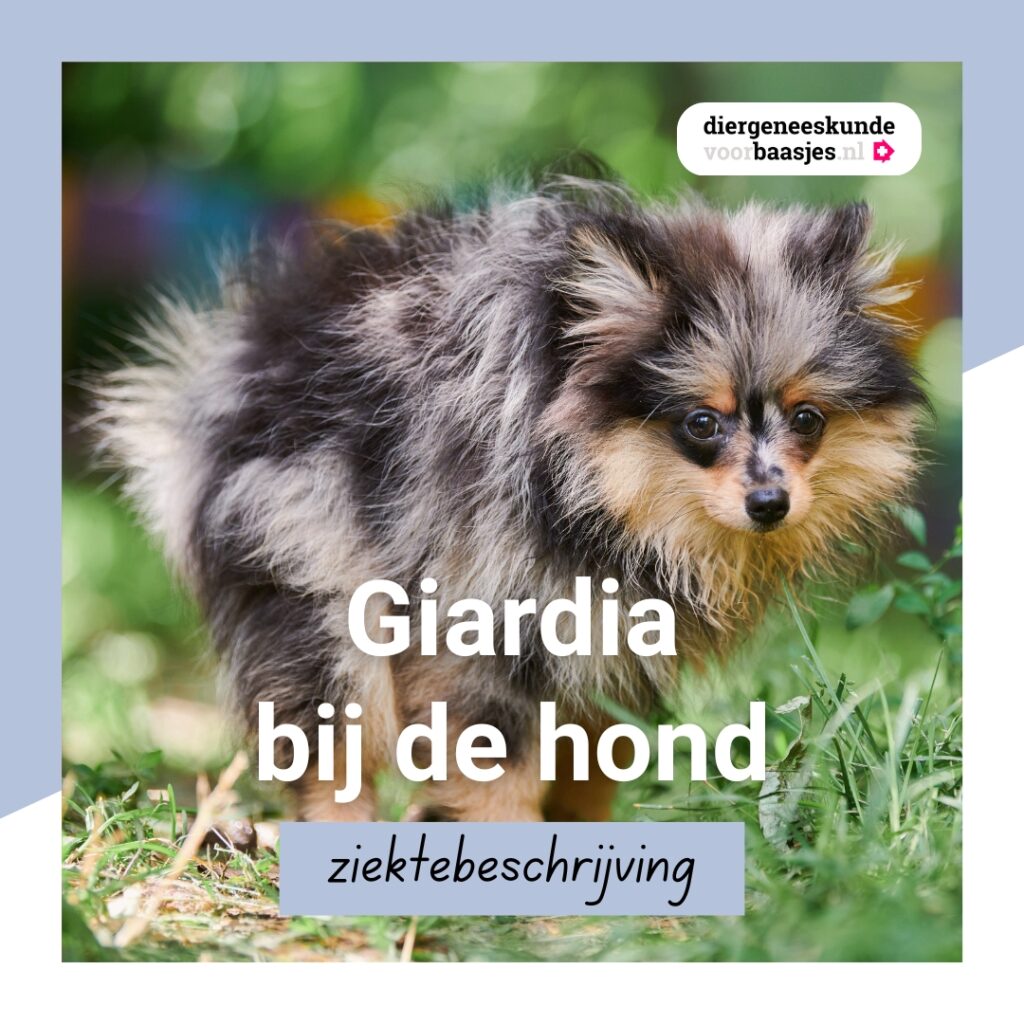 Link in bio Diergeneeskundevoorbaasjes, klik hier voor informatie over Giardia bij de hond