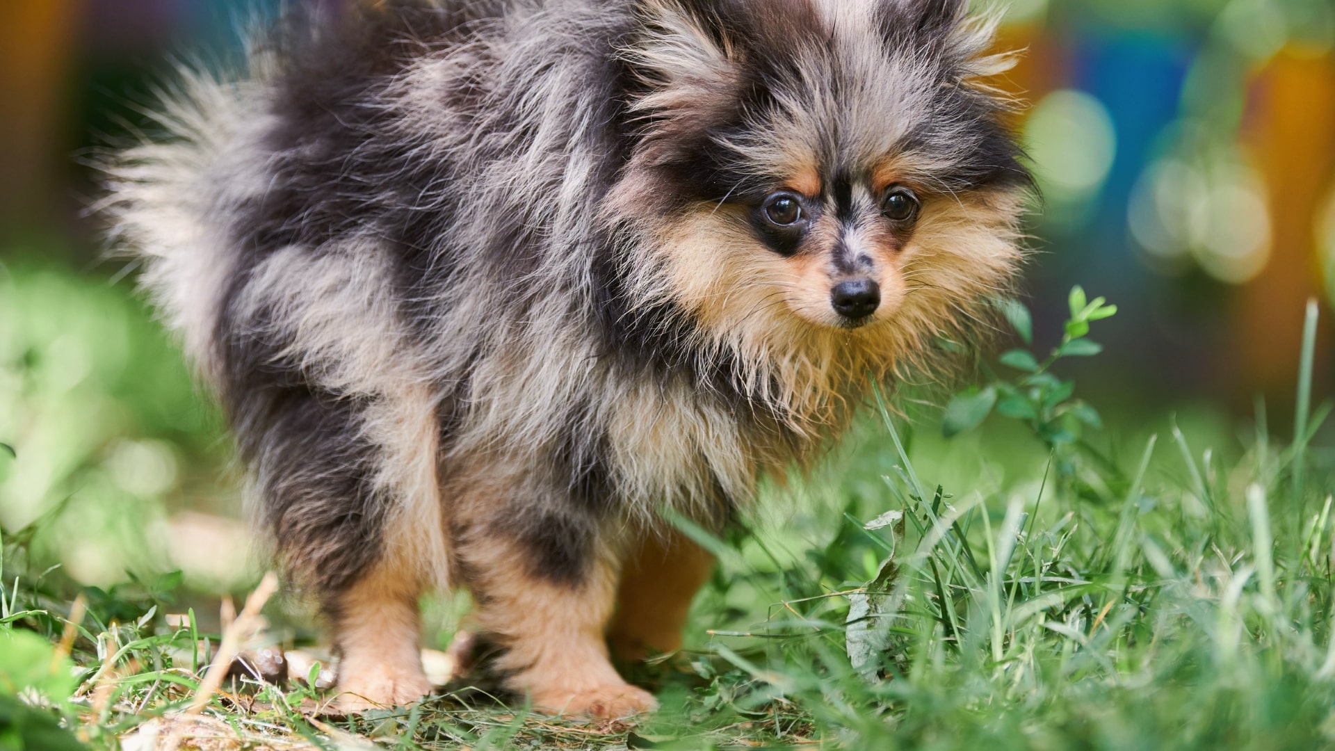 Alles wat je als baasje moet weten over Giardia bij honden, in begrijpelijke taal.