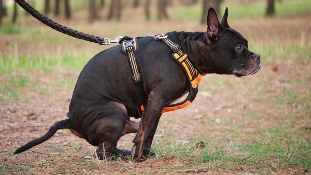 Verstopping of obstipatie bij honden, wat te doen als je hond niet kan poepen?