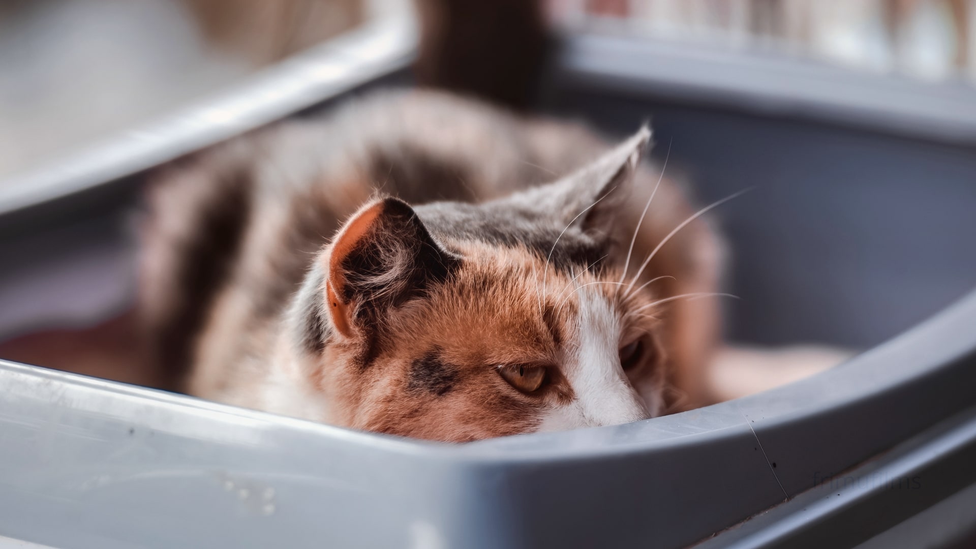 Je kat kan niet poepen, wat nu? Ontdek alles over verstopping of obstipatie bij katten.